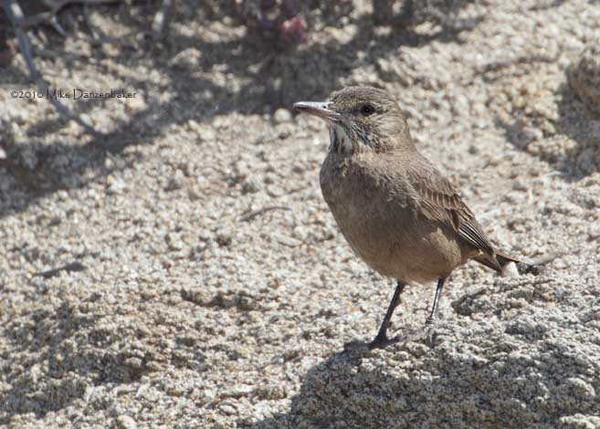 Great Shrike-Tyrant (Agriornis lividus) photo