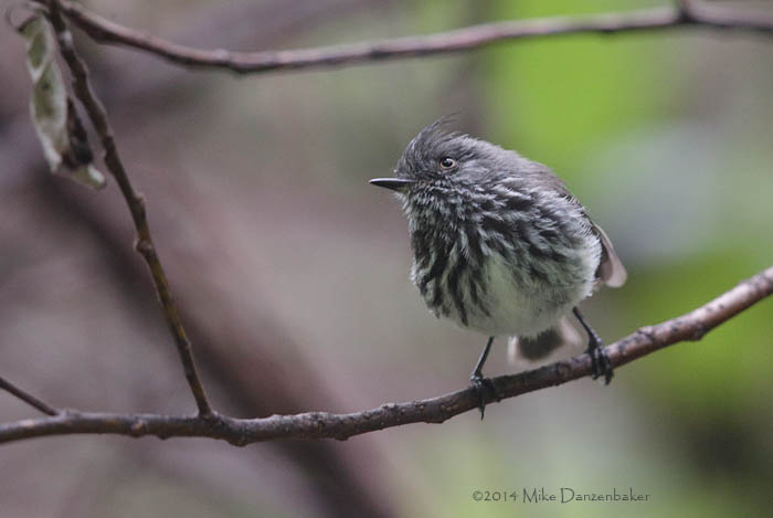 Juan Fernandez Tit-Tyrant (Anairetes fernandezianus) photo