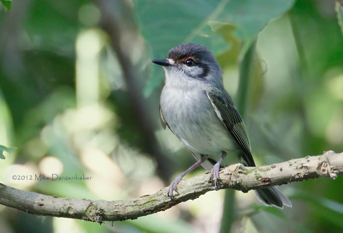 Rufous-browed Tyrannulet (Phylloscartes superciliaris) photo