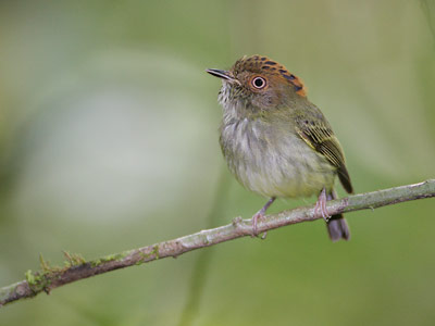 Scale-crested Pygmy-Tyrant (Lophotriccus pileatus) photo