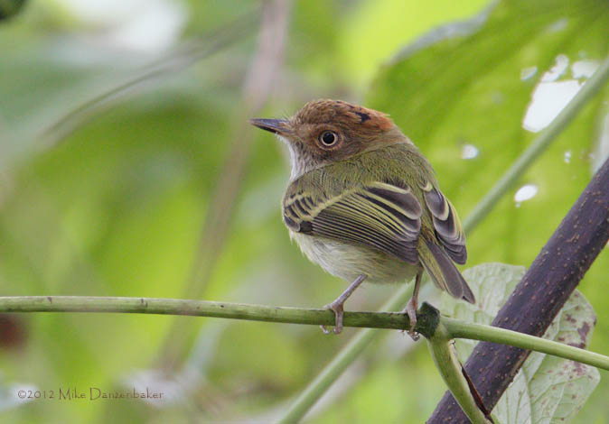 Scale-crested Pygmy-Tyrant (Lophotriccus pileatus) photo
