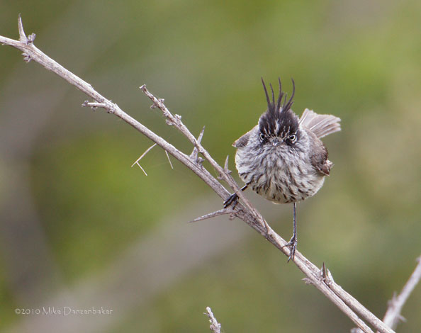Tufted Tit-Tyrant (Anairetes parulus) photo