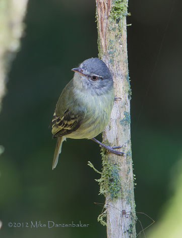 White-fronted Tyrannulet (Phyllomyias zeledoni) photo