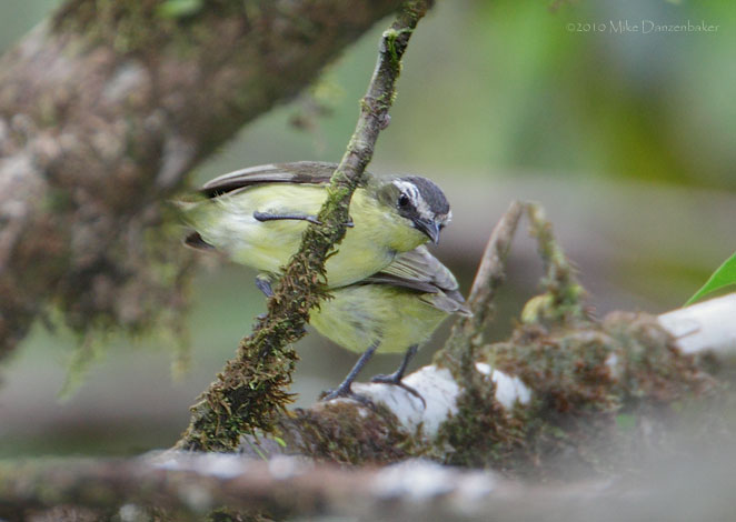 Yellow-bellied Tyrannulet (Ornithion semiflavum) photo