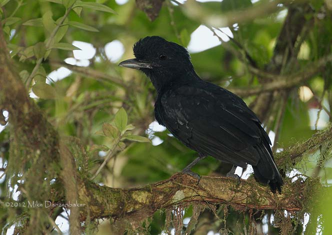 Long-wattled Umbrellabird (Cephalopterus penduliger) photo