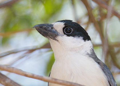 Van Dam's Vanga (Xenopirostris damii) photo