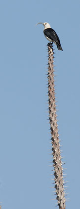 Sickle-billed Vanga (Falculea palliata) photo