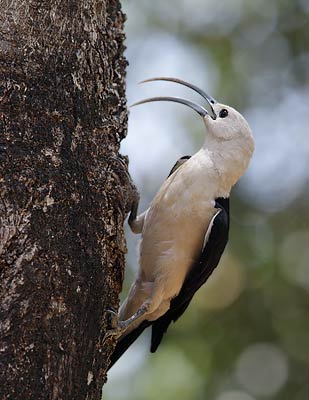 Sickle-billed Vanga (Falculea palliata) photo