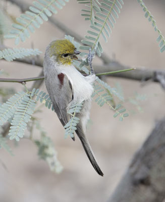 Verdin (Auriparus flaviceps) photo
