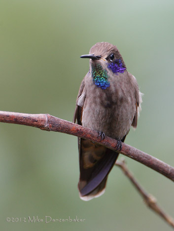 Brown Violetear (Colibri delphinae) photo
