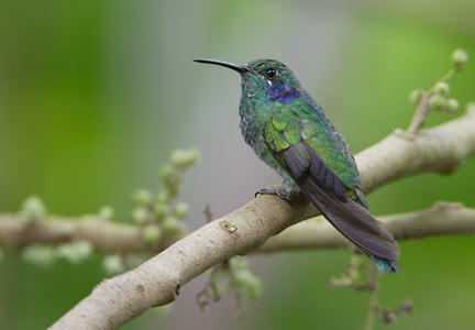 Green Violetear (Colibri thalassinus) photo image