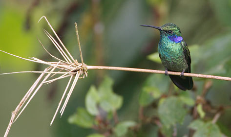 Green Violetear (Colibri thalassinus) photo image