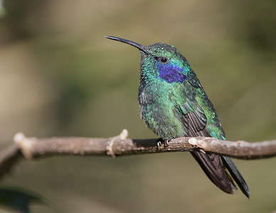 Green Violet-ear (Colibri thalassinus) photo