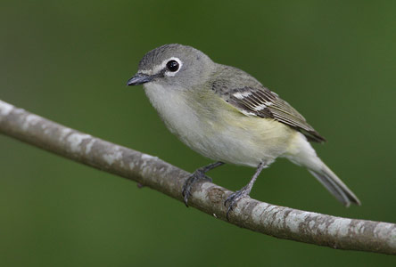Cassin's Vireo (Vireo cassinii) photo