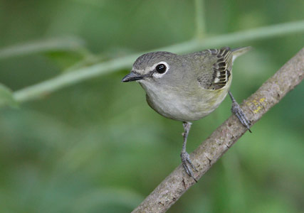 Cassin's Vireo (Vireo cassinii) photo
