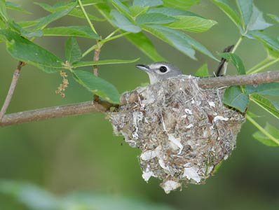Cassin's Vireo (Vireo cassinii) photo