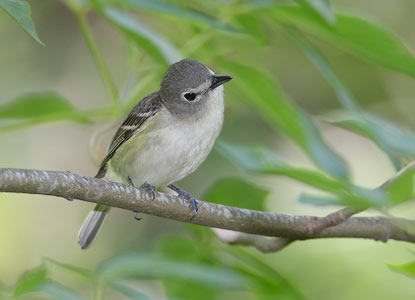 Cassin's Vireo (Vireo cassinii) photo
