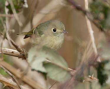Hutton's Vireo (Vireo huttoni) photo