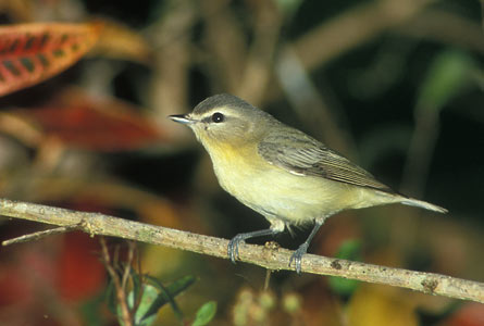 Philadelphia Vireo (Vireo philadelphicus) photo image