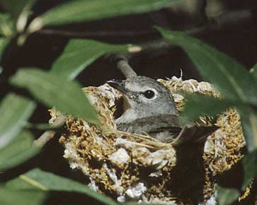 Plumbeous Vireo (Vireo plumbeus) photo image