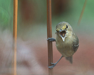 Thick-billed Vireo (Vireo crassirostris) photo image