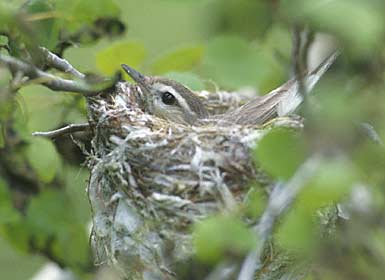 Warbling Vireo (Vireo gilvus) photo image