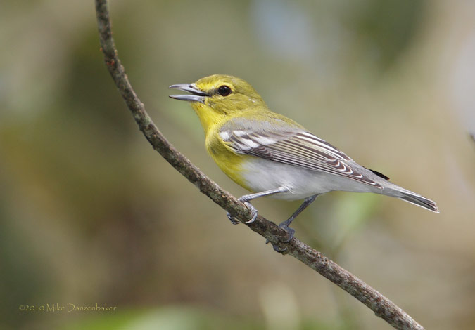 Yellow-throated Vireo (Vireo flavifrons) photo