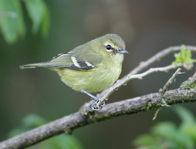 Yellow-winged Vireo (Vireo carmioli) photo