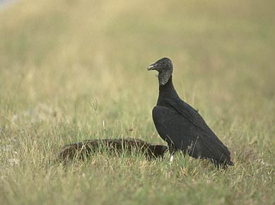 Black Vulture (Coragyps atratus) photo image