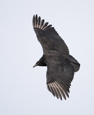 Black Vulture (Coragyps atratus) photo