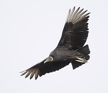 Black Vulture (Coragyps atratus) photo