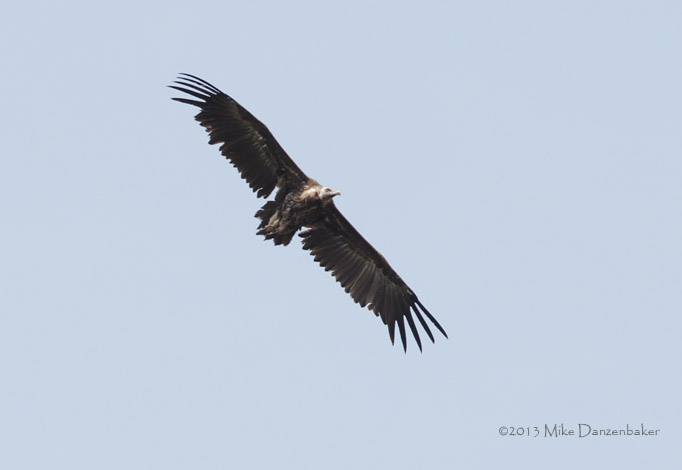 Cinereous Vulture (Aegypius monachus) photo