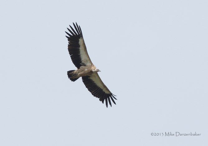 Himalayan Vulture (Gyps himalayensis) photo