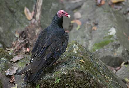 Turkey Vulture (Cathartes aura) photo image