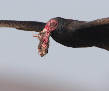 Turkey Vulture (Cathartes aura) photo