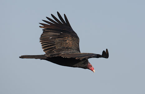 Turkey Vulture (Cathartes aura) photo
