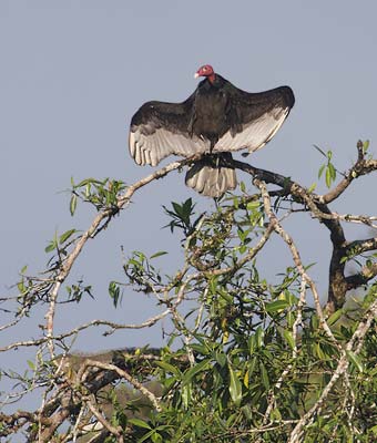 Turkey Vulture (Cathartes aura) photo