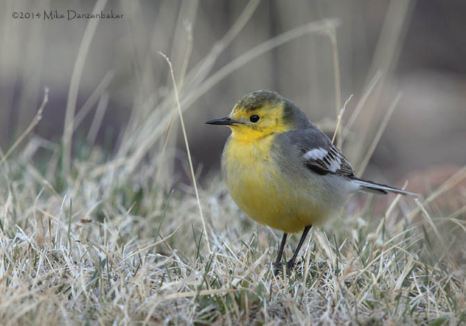 Citrine Wagtail (Motacilla citreola) photo