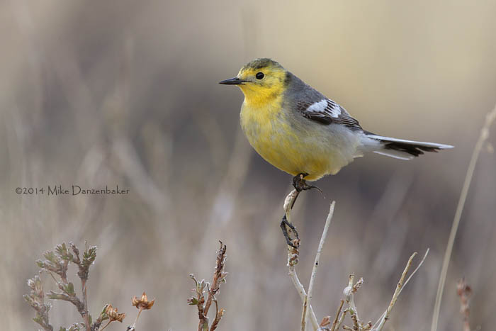 Citrine Wagtail (Motacilla citreola) photo