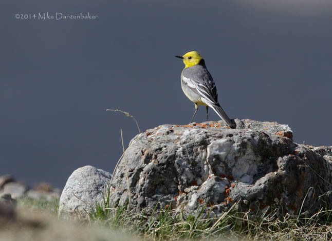Citrine Wagtail (Motacilla citreola) photo
