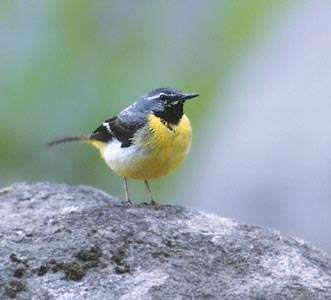 Grey Wagtail (Motacilla cinerea) photo image