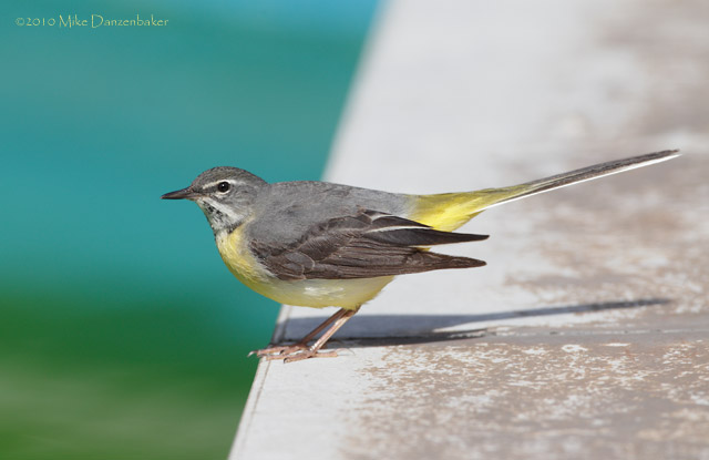 Gray Wagtail (Motacilla cinerea) photo