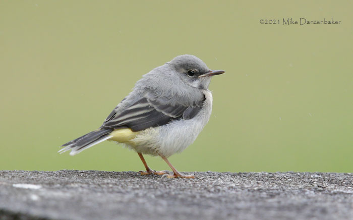 Grey Wagtail (Motacilla cinerea) photo