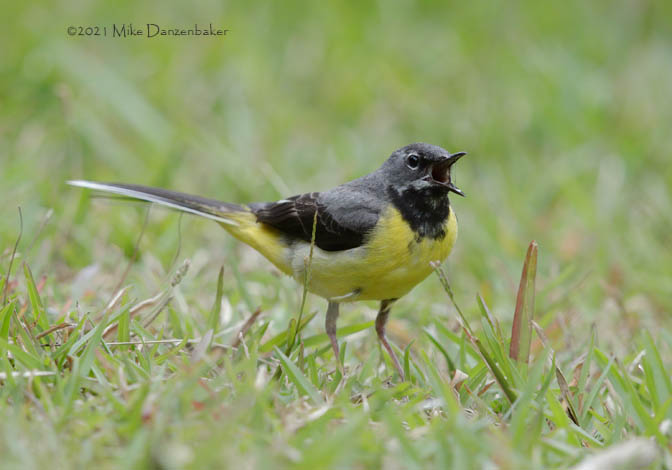 Grey Wagtail (Motacilla cinerea) photo