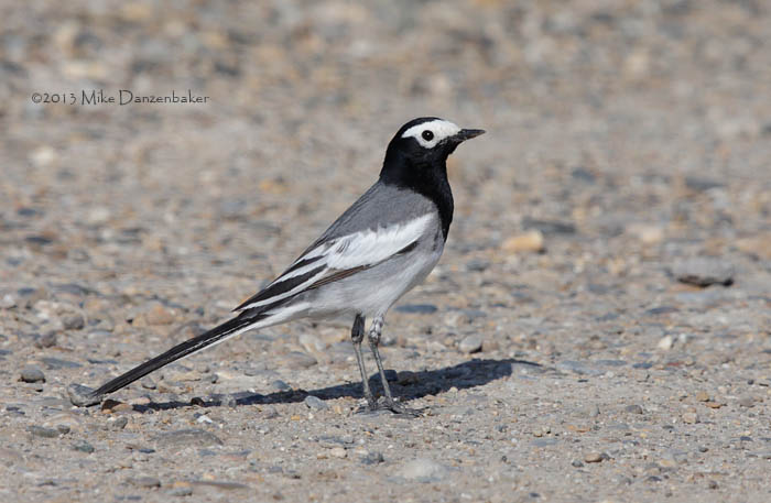 White Wagtail (Motacilla alba) photo