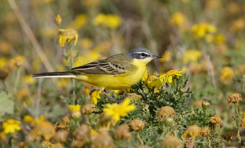 Yellow Wagtail (Motacilla flava) photo