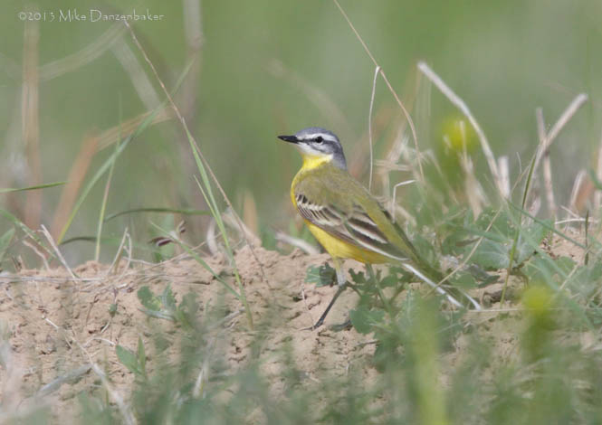 Western Yellow Wagtail (Motacilla flava) photo