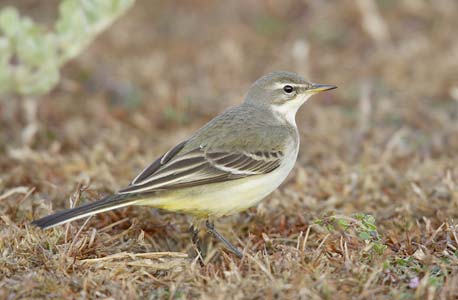 Yellow Wagtail (Motacilla flava) photo