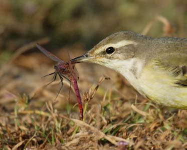Yellow Wagtail (Motacilla flava) photo