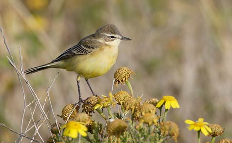 Yellow Wagtail (Motacilla flava) photo